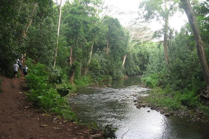 Hikers on a dirt trail beside a shallow rainforest stream