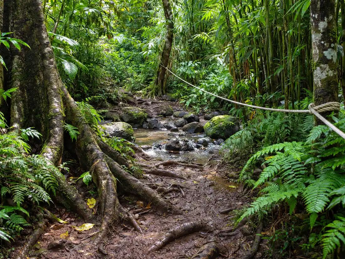 Muddy rainforest trail with a rope stream crossing